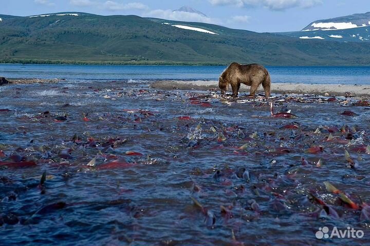 Рыбалка с гидом на реке большая