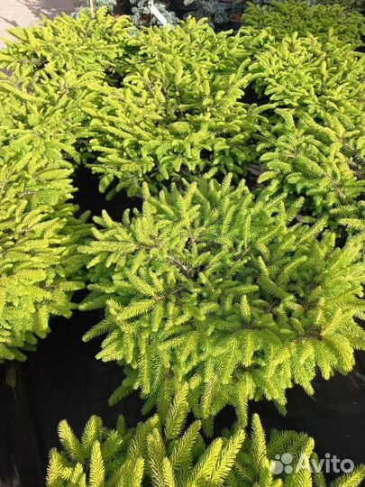 Ель Нидиформис