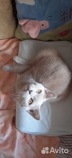 Британские котята