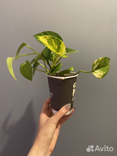 Сциндапсус эпипремнум золотистый