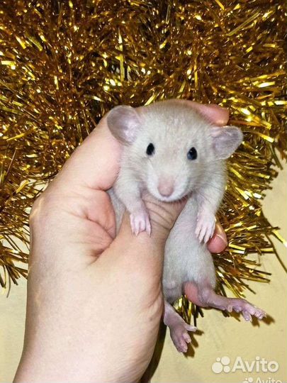 Крысята дамбо крыса редкого окраса