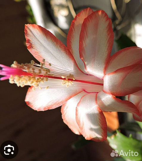 Сортовые декабристы, шлюмбергеры