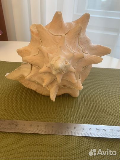 Больша морская раковина
