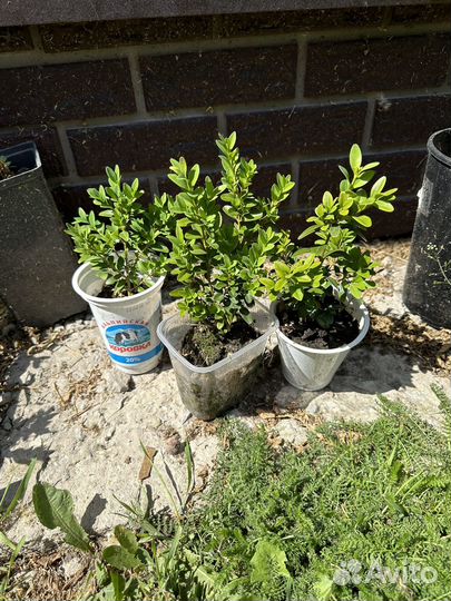 Самшит, пузыреплодник