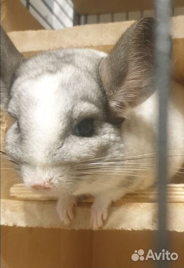 2 шиншиллы-девочки и клетка Credo 140 см