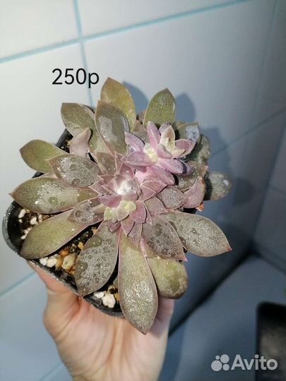 Суккуленты #1