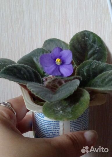 Комнатные цветы