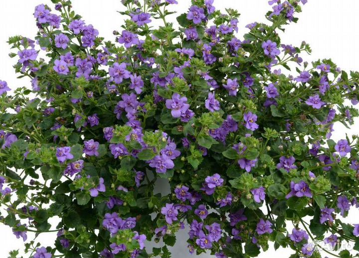 Бакопа ампельная