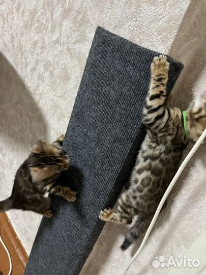 Бенгальские котята