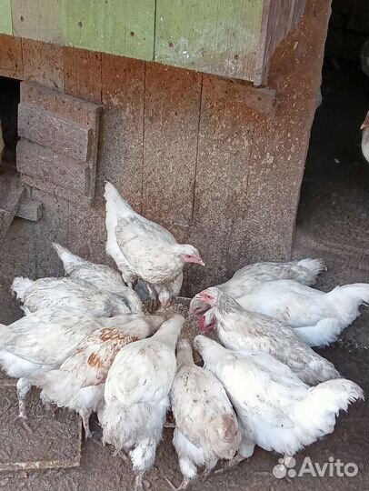 Куры молодки несушки