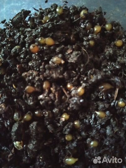 Черви для рыбалки