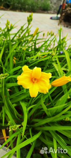 Лилейник мини Стелла (2 шт)