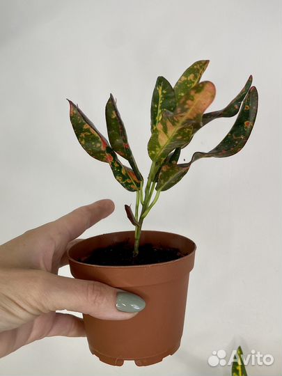 Кротон кодиеум