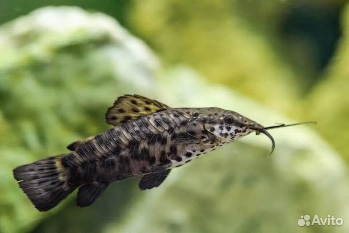 Сом Таракатум (арт 4003)