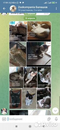 Котята в добрые руки