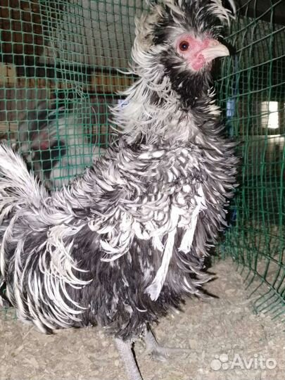 Петушки породы падуан и китайский шёлковый