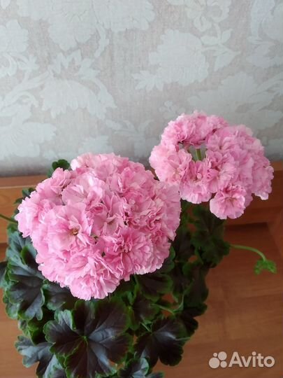 Пеларгония черенки на срез