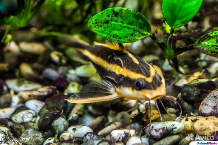 Сом Платидорас (арт 4037)