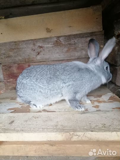 Кролики мясных пород великаны