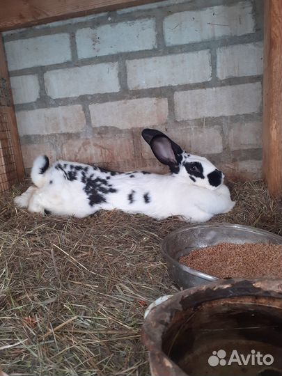 Кролики.бабочка. шиншилла