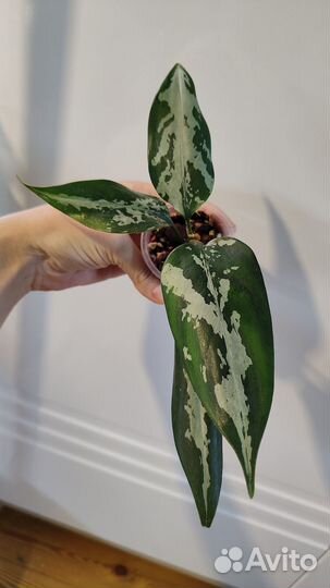 Аглаонема pumilum