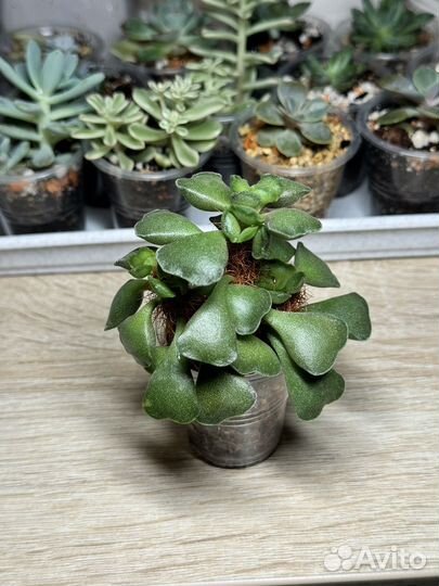 Адромискус