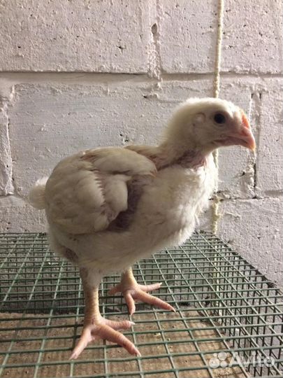 Утята подрощенные