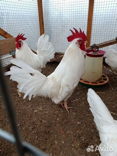 Инкубационное яйцо Леггорн В-33