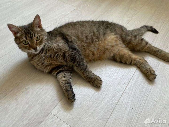 Кошка в добрые руки