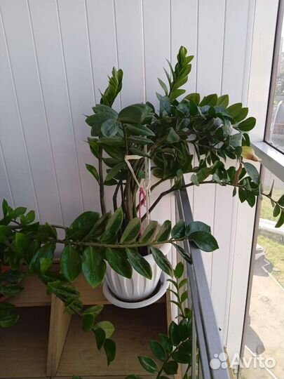 Замиокулькас долларовое дерево