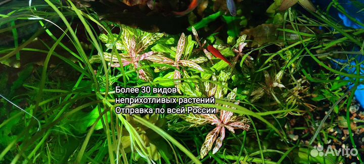 Аквариумные растения