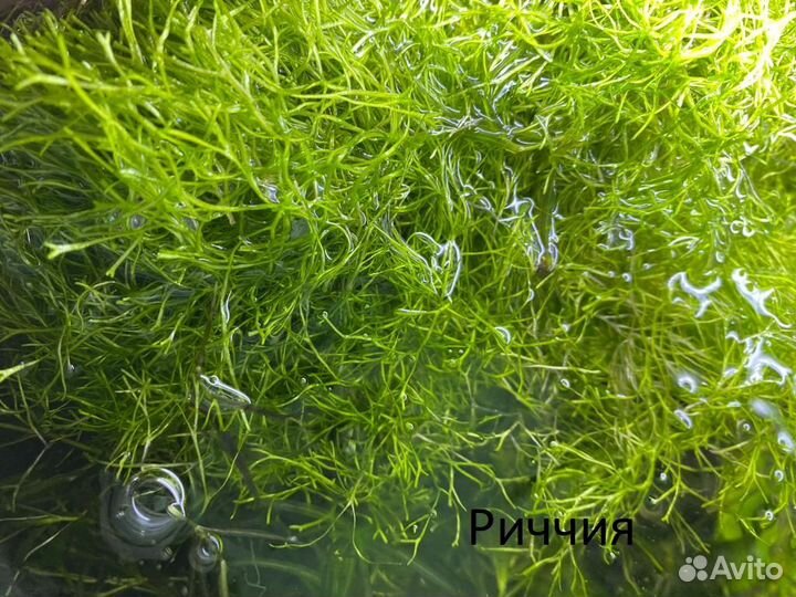 Аквариумные растения