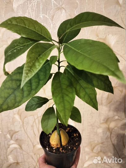 Авокадо растение