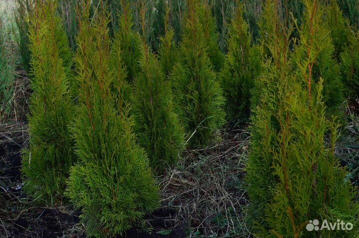 Туя западная Смарагд