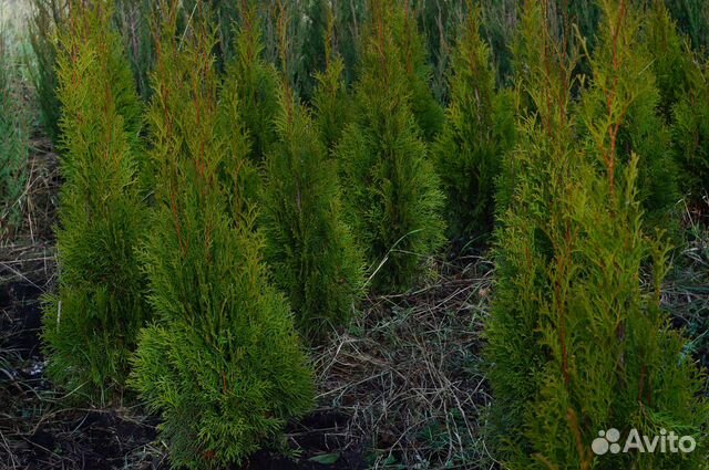 Туя западная Смарагд