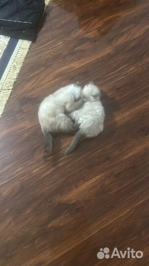 Британские котята