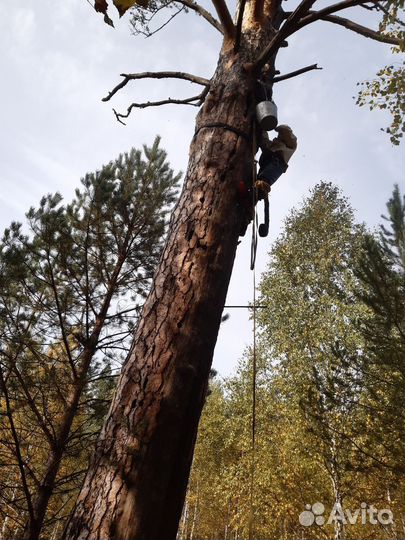 Бортевой мёд вырезан осенью 2022 года