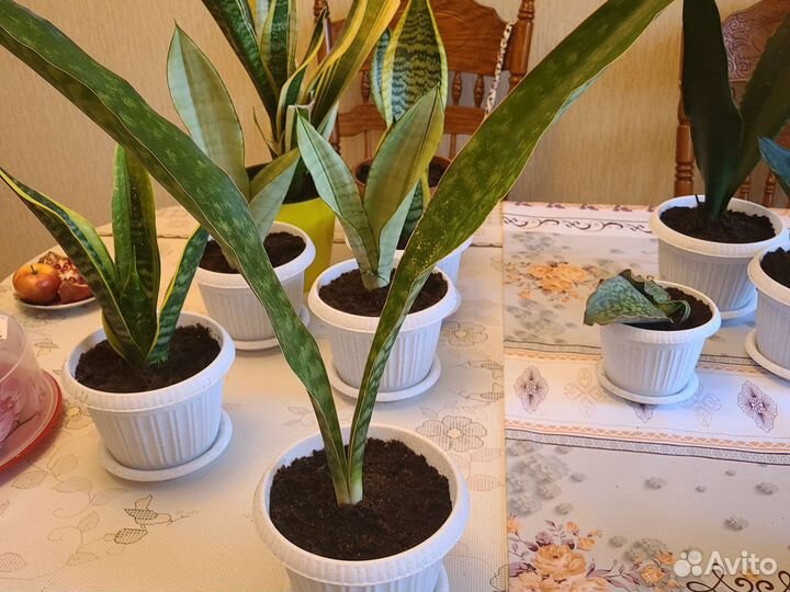 Сансевиерии сортовые