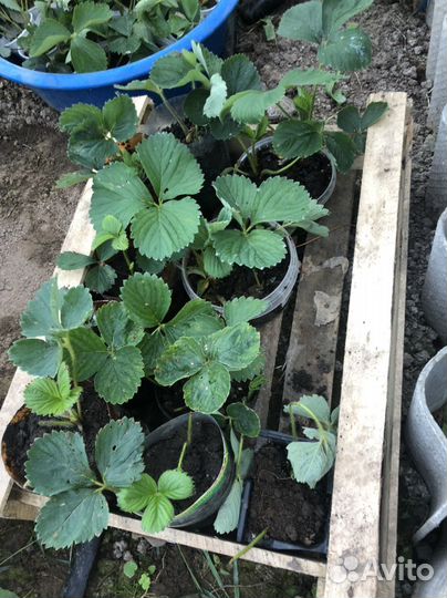 Усы виктории, рассада клубники сорт лорд талисм