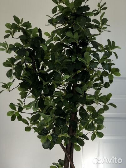 Шефлера искусственное растение