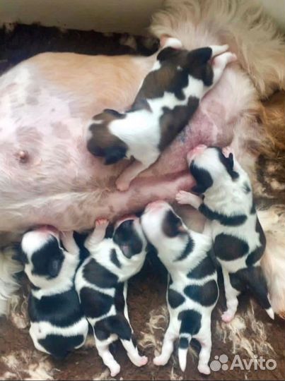 Вязка, роды у собак