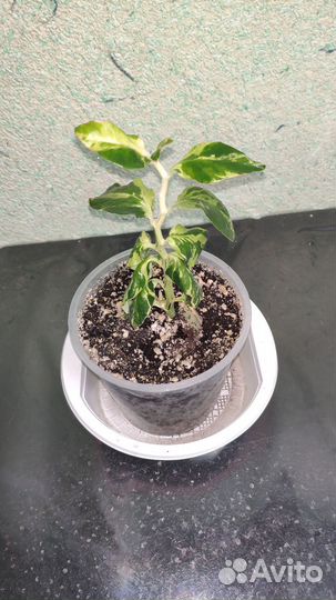 Педилантус Spin Splash