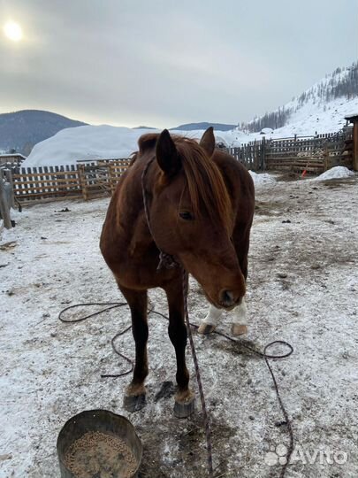 Жеребец иноходец