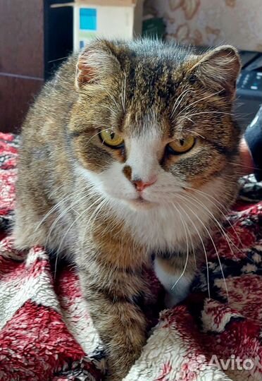 Щенки ищут дом