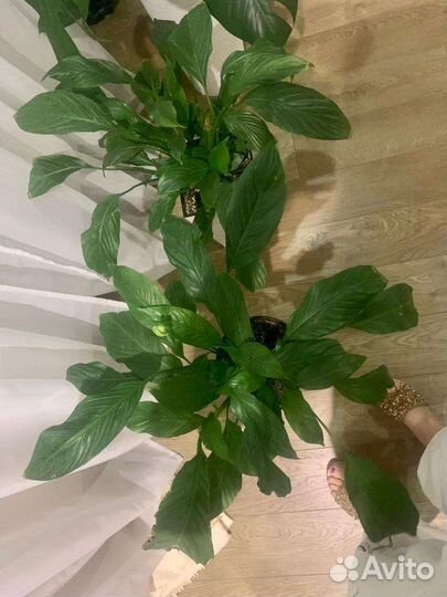 Спатифиллум