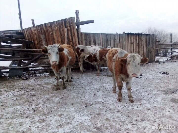 Коровы