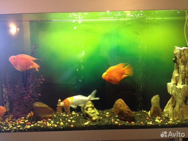 Обслуживание аквариумов. Уборка. Запуск. Переезд