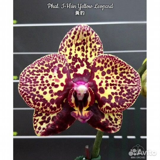 Орхидея фаленопсис бабочка и арома азия