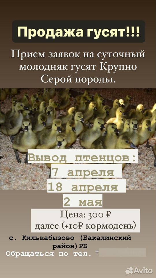 Продажа гусят