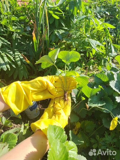 Клубника садовая 3 сорта